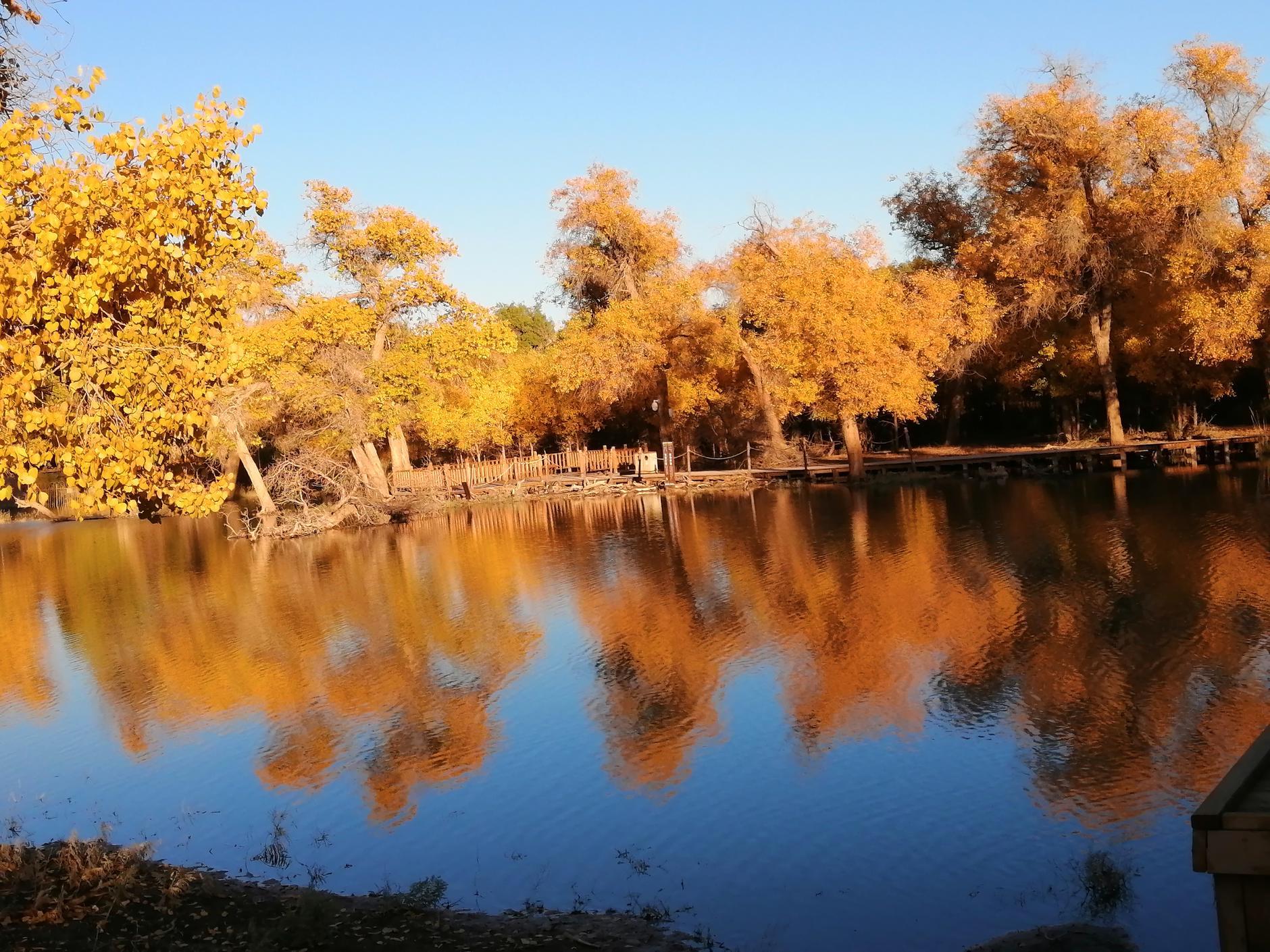 {網上賭場}(胡杨林旅游攻略)